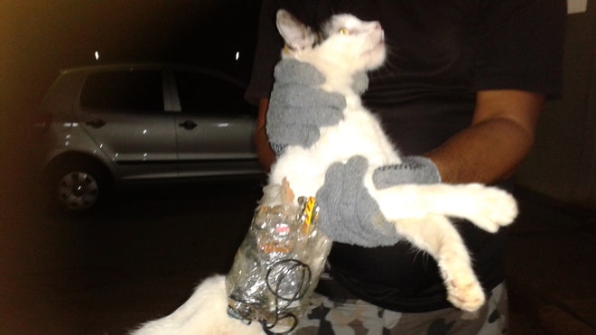 Brazil Contraband Cat.jpg
